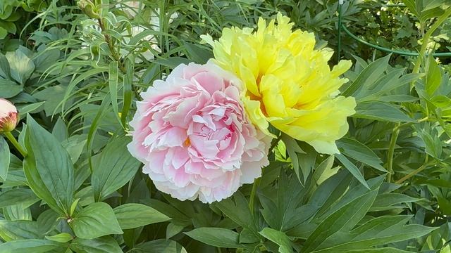 Бартзелла 🌼 Сара Бернард 🌸 2 июня26г🌿 смотреть онлайн