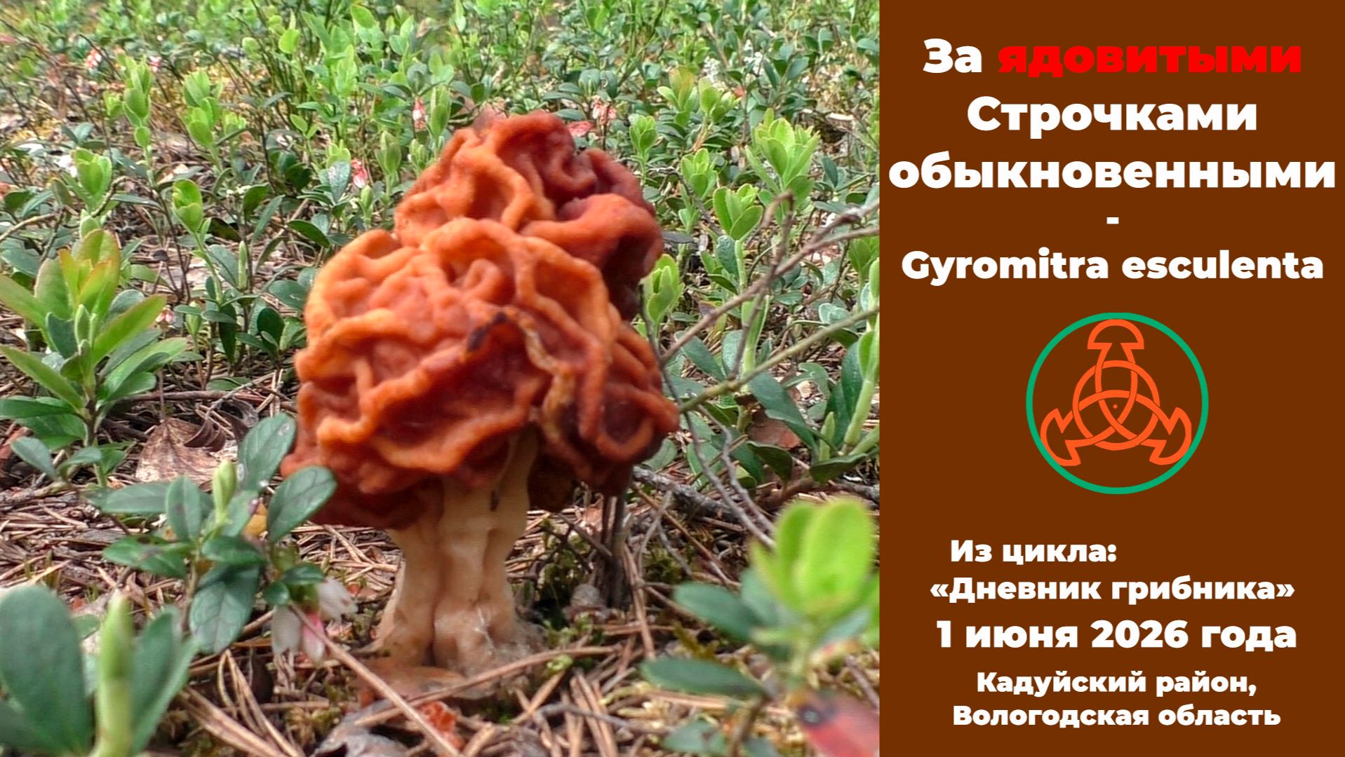 За ядовитыми Строчками обыкновенными! Дневник грибника 1 июня 2026 года смотреть онлайн