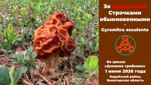 За ядовитыми Строчками обыкновенными! Дневник грибника 1 июня 2026 года