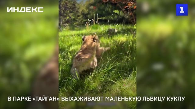 В парке «Тайган» выхаживают маленькую львицу Куклу