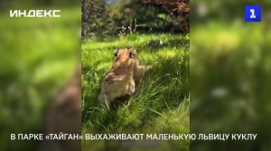 В парке «Тайган» выхаживают маленькую львицу Куклу