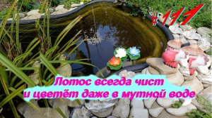 Лотос орехоносный