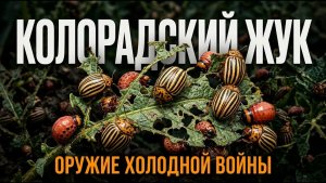 Колорадский жук секрет самого живучего вредителя