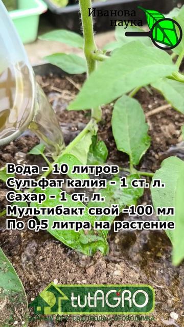 Подкормка томатов самый простой способ #garden #gardenlife #дача #огород #shorts