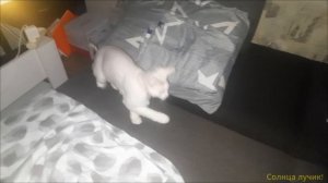 Солнца лучик, сумеречные игры!