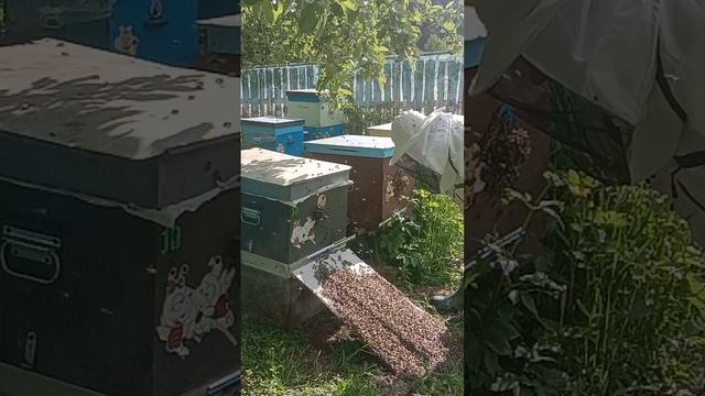 Пересаживаю рой в новый улей
