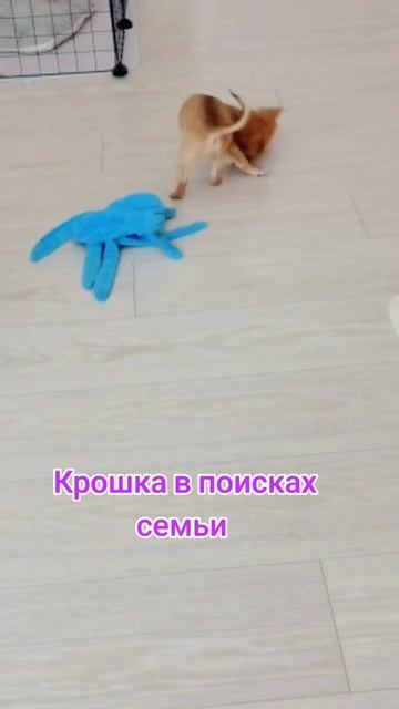 Невероятное солнышко #чихуахуа в поисках семьи. Девчонка очень активная, не чего не боится. Просто м