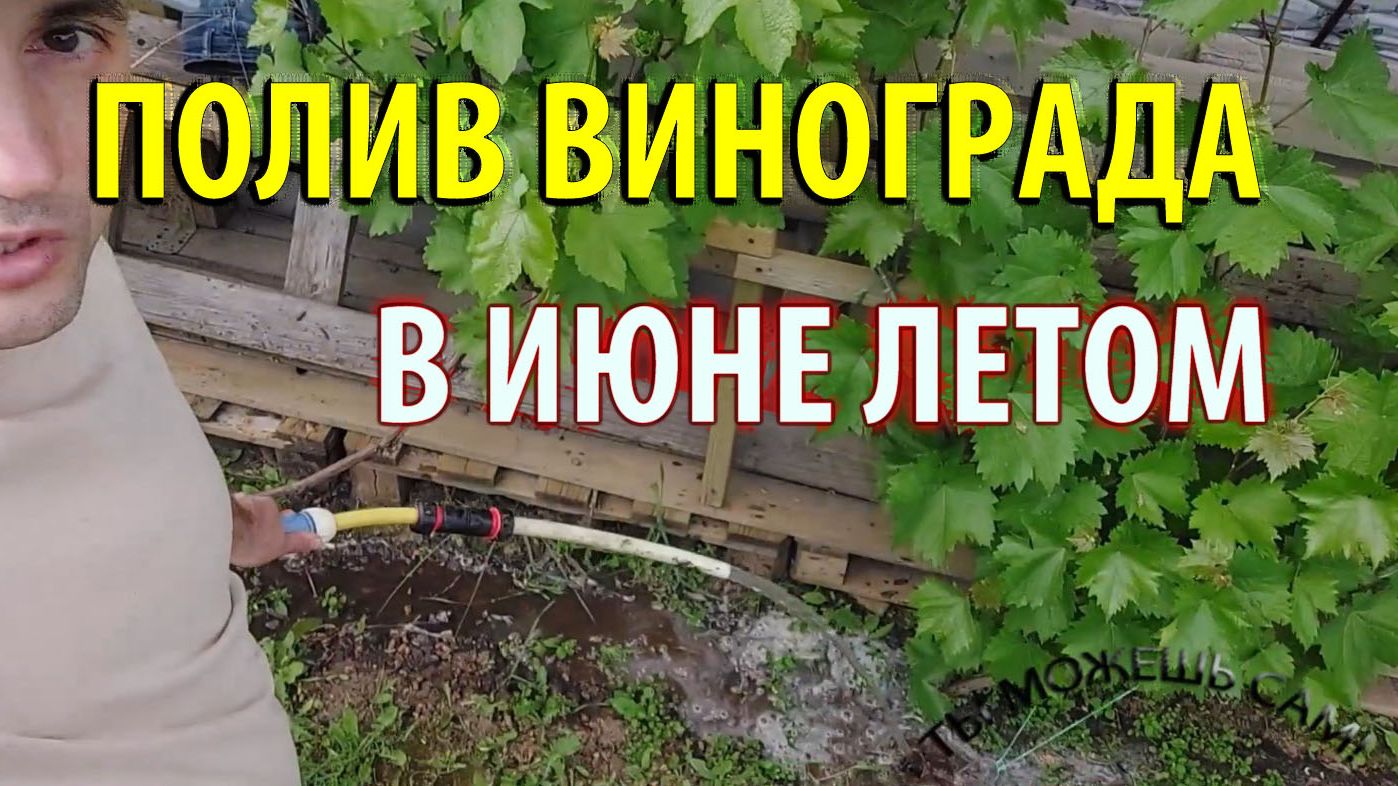 Как поливать Виноград Летом в Июне правильно смотреть онлайн