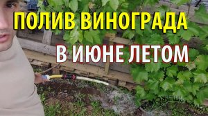 Как поливать Виноград Летом в Июне правильно