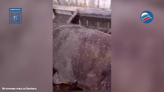 Невыносимое нашествие: Алтайский регион страдает от полчищ комаров