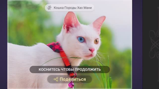 Собираем пазлы. Кошка породы Хао Мани #Кошки