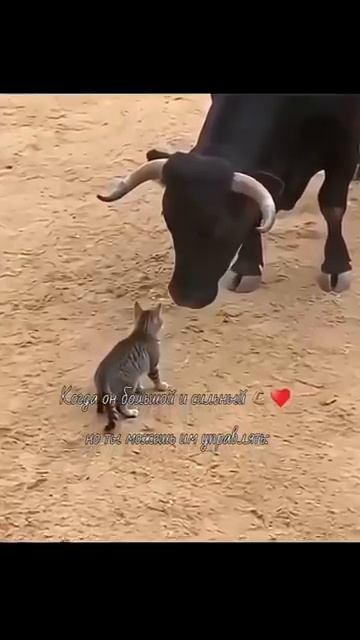 🐮БЫК и КОТ🐈