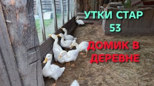 Почему у уток постоянно грязная вода Отвечаю на вопрос
