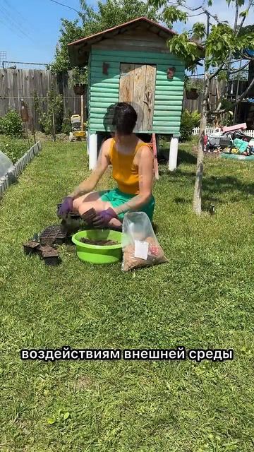 Перевалка лаванды с кокосовым субстратом