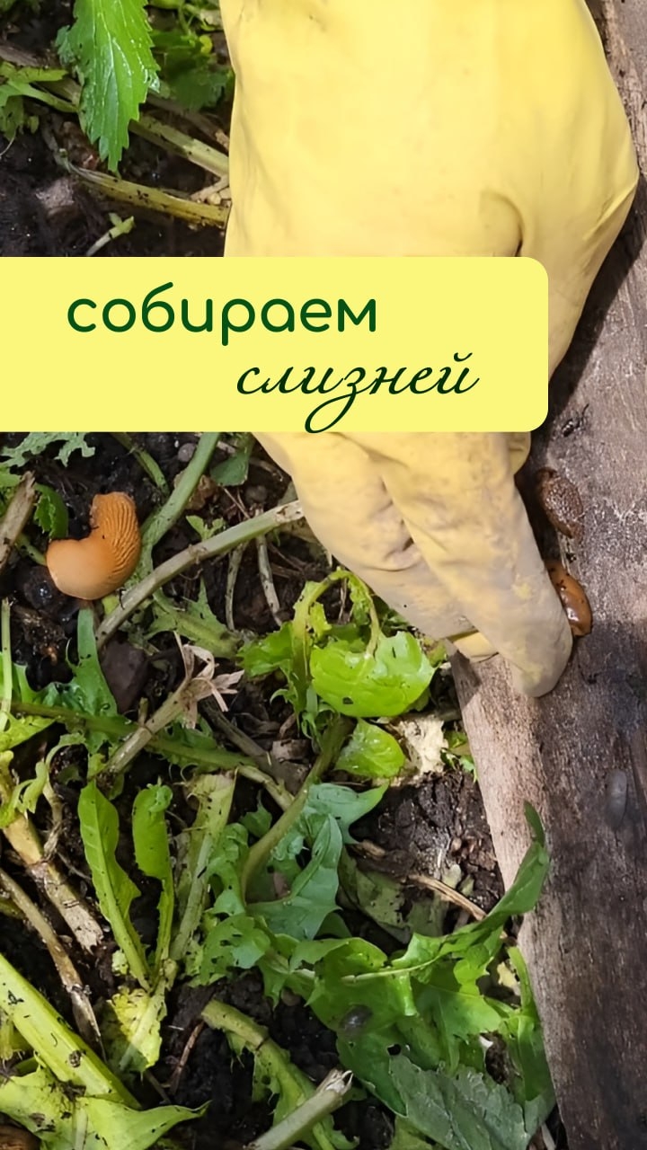 Собираем СЛИЗНЕЙ