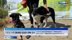 «Возьми питомца из приюта». Кари и Ляля