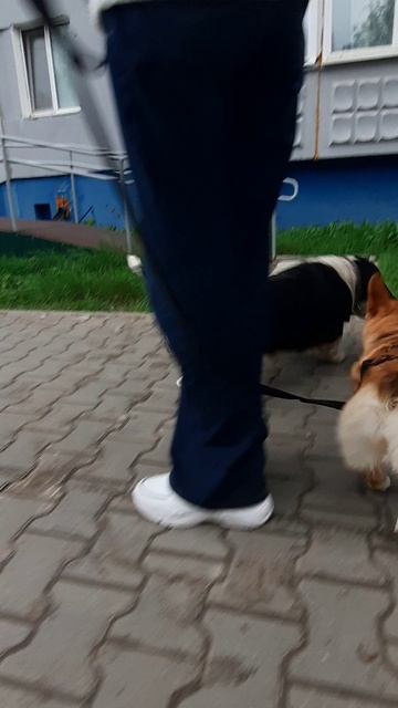 Сегодня Булочка встретила на прогулке старых и новых знакомых #корги #corgi #bun #dogs суперсобака