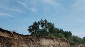 Ласточки береговые или стрижи