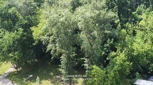 Москва, лесопарк Лосиный остров 01.06.2026