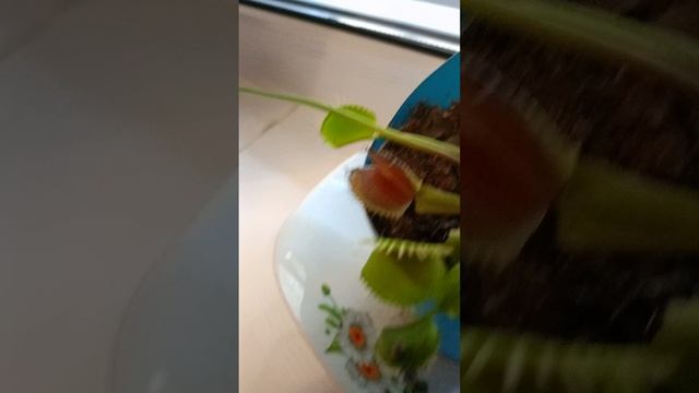 Кормление мухоловки