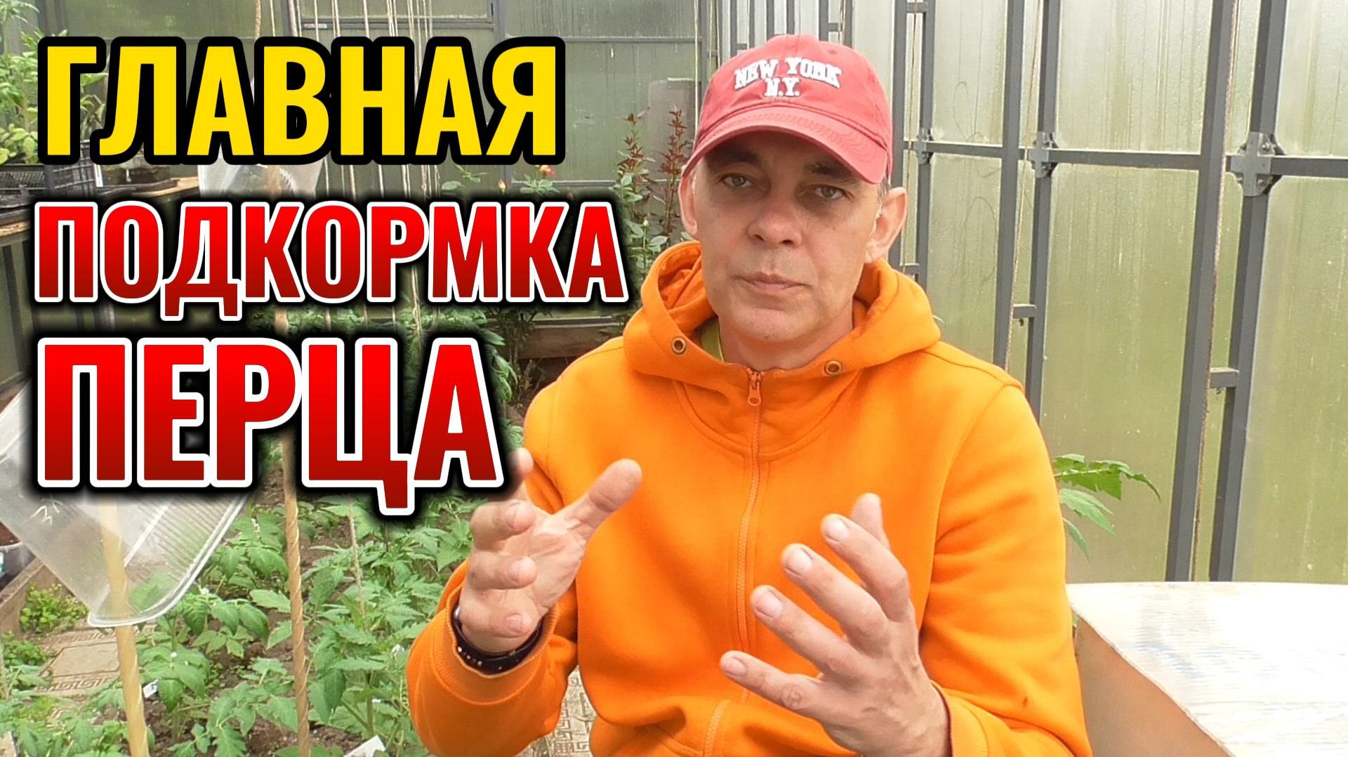 Главная подкормка: ПЕРЦЫ будут как из магазина - крупные, сочные, толстостенные 🌶️🫑 смотреть онлайн