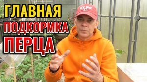 Главная подкормка: ПЕРЦЫ будут как из магазина - крупные, сочные, толстостенные 🌶️🫑