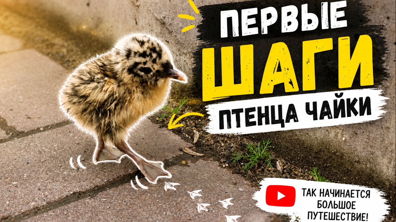 Первые шаги очень не легки!) Птенец чайки. смотреть онлайн
