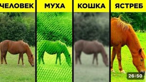 Как видят животные