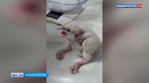 Птенцов сапсанов с крыши банка в Уфе проверили специалисты