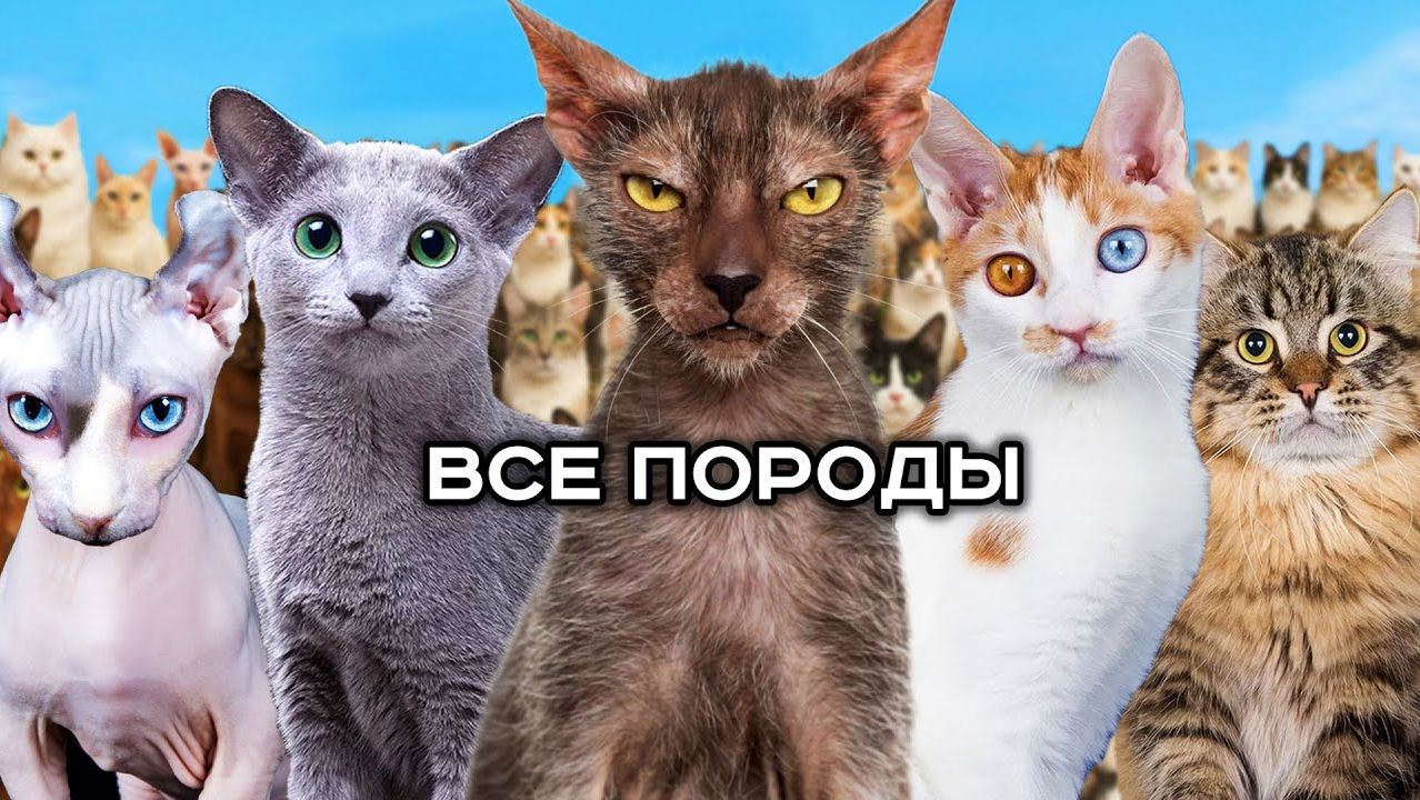100 фактов о всех породах кошек в мире