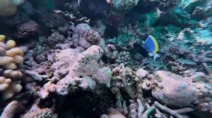 Премьера клипа «Мне на моря охота»   Марьяна Локель