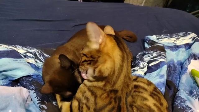мои коты