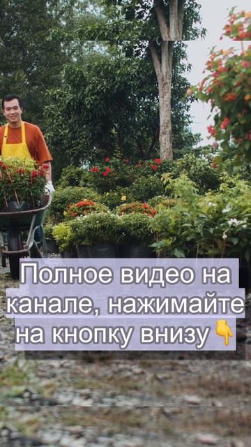 Что Приживается в Подмосковье.