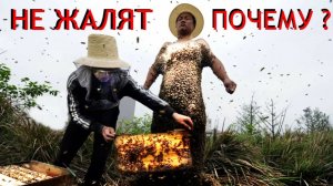 Пчелы Безопасная работа -мероприятия. 🐝🐝
