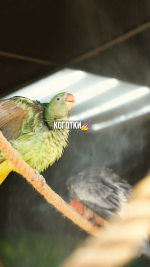 попуг сан