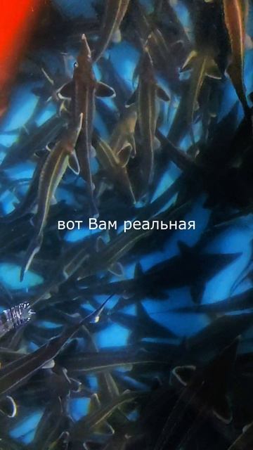 Сколько реально стоит 1 килограмм осетра? Разбираем до копейки.