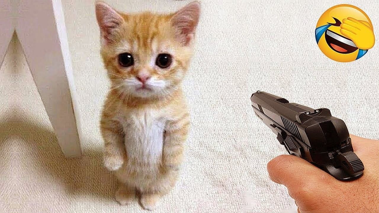 Самые смешные собаки и кошки 2026 года😼🐶Постарайтесь не смеяться😜