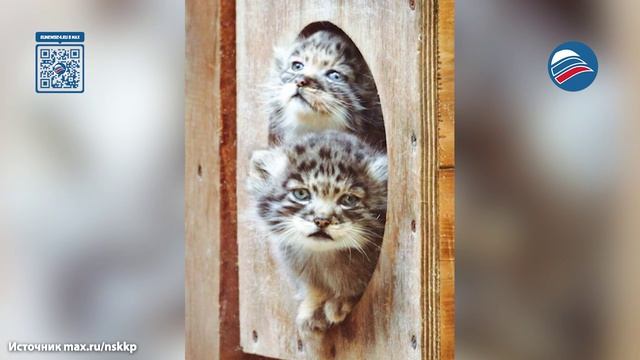 У манулов родились малыши – самые милые кадры из Ленинградского и Новосибирского зоопарков