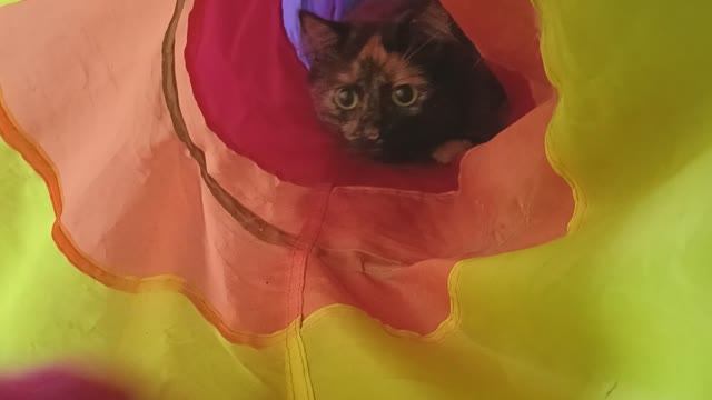 КОШКА ТОСЯ И ТОННЕЛЬ