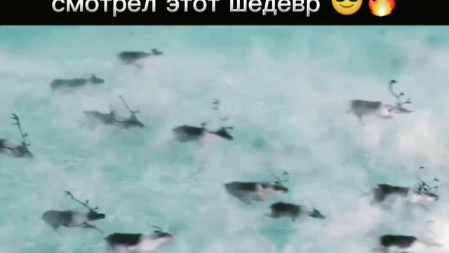 Стая оленей почувствовали угрозу😰😰