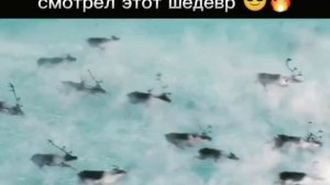 Стая оленей почувствовали угрозу😰😰
