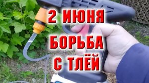 2 июня. Начала борьбу с тлей