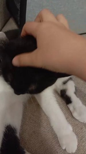 кот моей бабушки