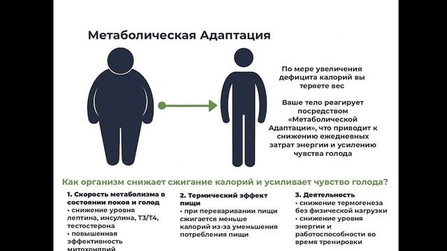 обмен веществ лекция 18