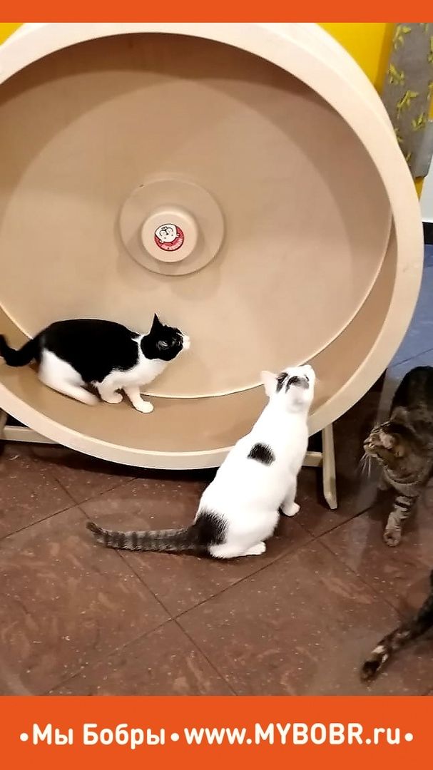 Мы Бобры заботимся о здоровье и комфортной жизни вашего любимца😻