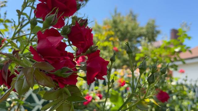 В саду💐2 июня 26г💐 южная часть сада🌿 смотреть онлайн