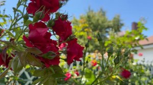 В саду💐2 июня 26г💐 южная часть сада🌿