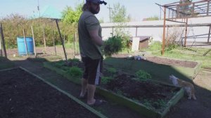 Урожая огурцов будет много! Высаживаю рассаду на улицу без теплицы ПОДВАЛ ИЛЬИЧА