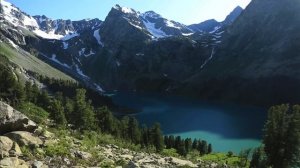 Кедры великаны