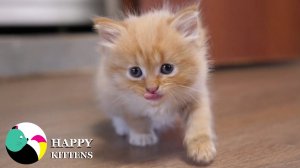 Котёнок учится есть.